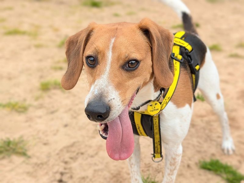 Beagle for adoption in Wymeswold, Leicestershire – 5 years old - Image 2 of 7