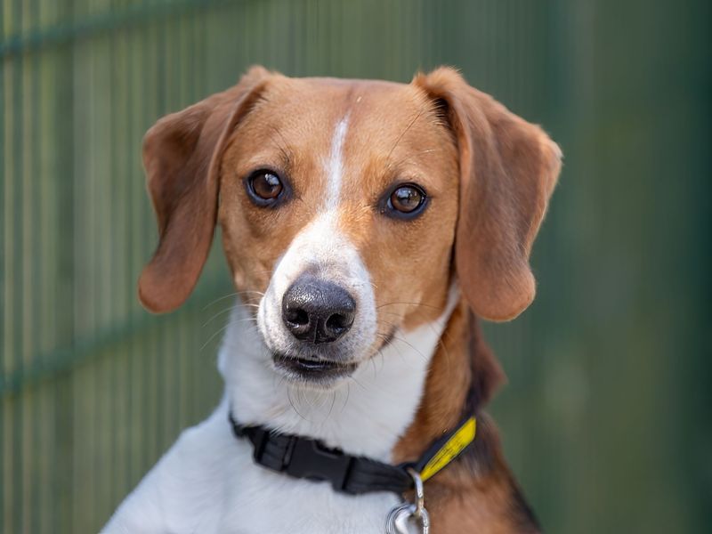 Beagle for adoption in Wymeswold, Leicestershire – 5 years old - Image 3 of 7