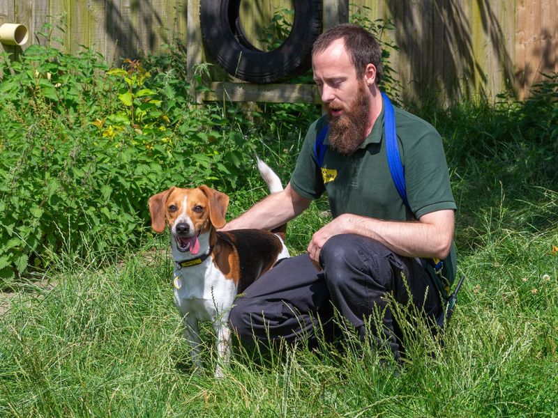 Beagle for adoption in Wymeswold, Leicestershire – 5 years old - Image 5 of 7