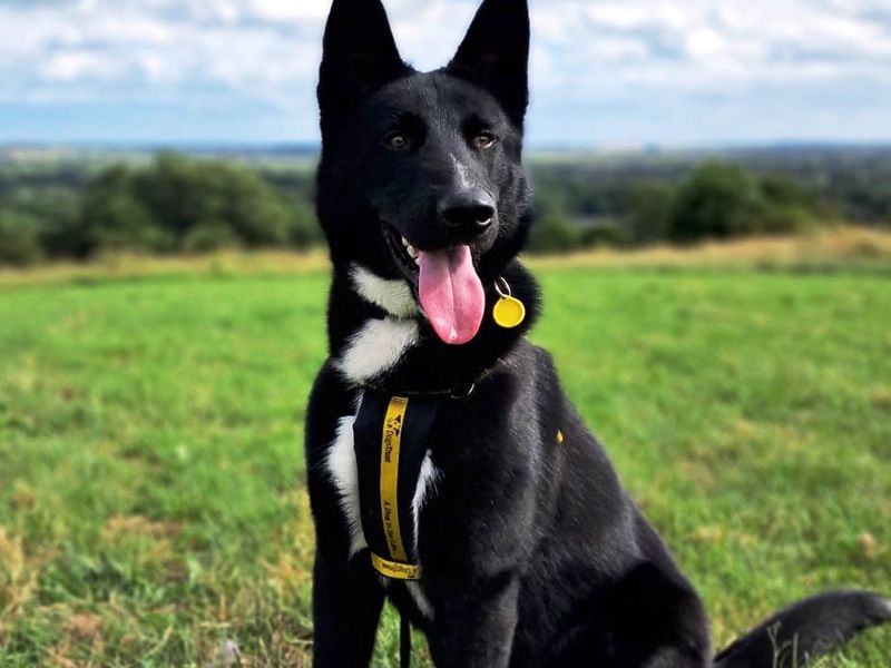 German Shepherd for adoption in Wymeswold, Leicestershire – 2 years old - Image 2 of 2