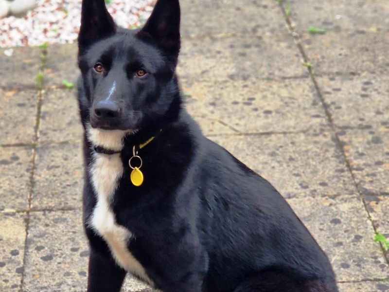 German Shepherd for adoption in Wymeswold, Leicestershire – 2 years old - Image 1 of 2