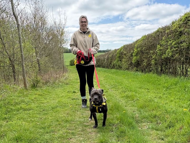 Staffordshire Bull Terrier for adoption in Wymeswold, Leicestershire – 2 years old - Image 2 of 3