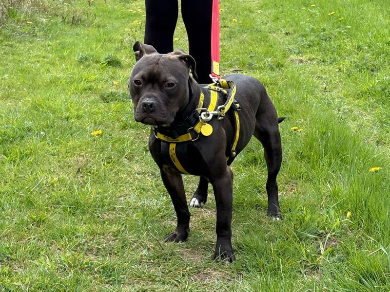 Mikey for sale in Wymeswold, Leicestershire