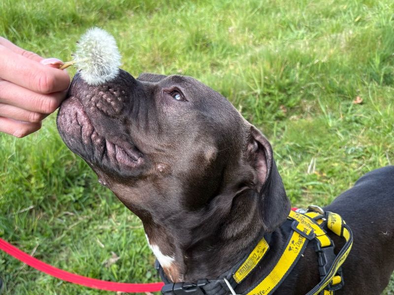 Staffordshire Bull Terrier for adoption in Wymeswold, Leicestershire – 2 years old - Image 3 of 3