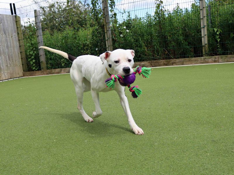 American Bulldog for adoption in Sadberge, Co Durham – 2 years old - Image 7 of 7