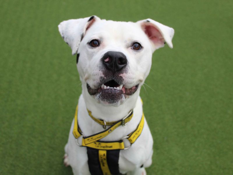 American Bulldog for adoption in Sadberge, Co Durham – 2 years old - Image 4 of 7