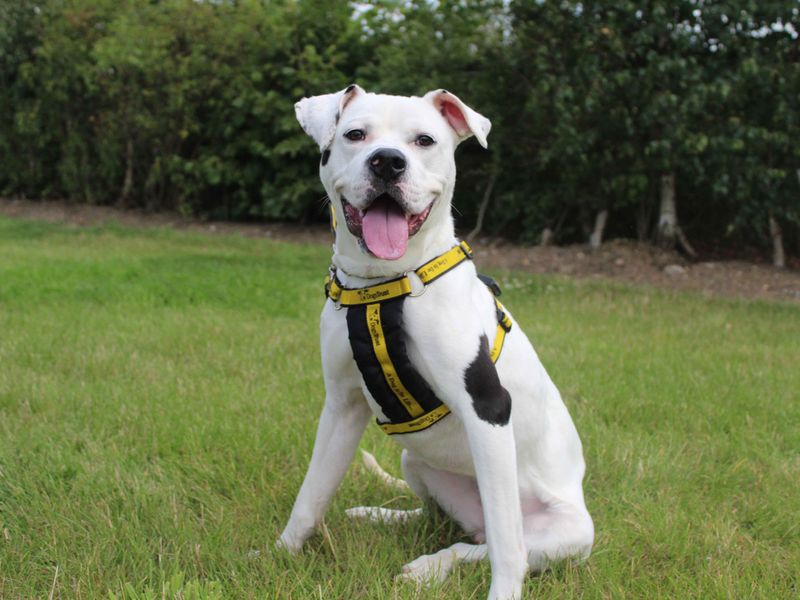 American Bulldog for adoption in Sadberge, Co Durham – 2 years old - Image 2 of 7