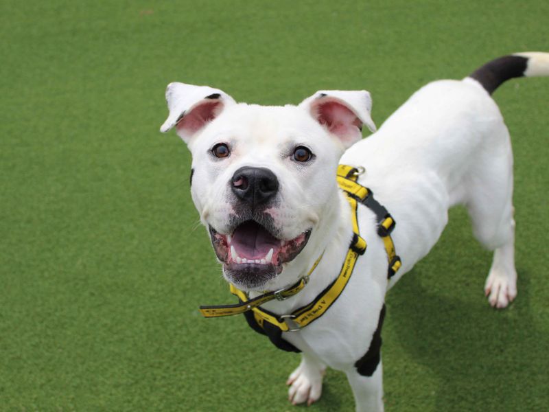 American Bulldog for adoption in Sadberge, Co Durham – 2 years old - Image 3 of 7