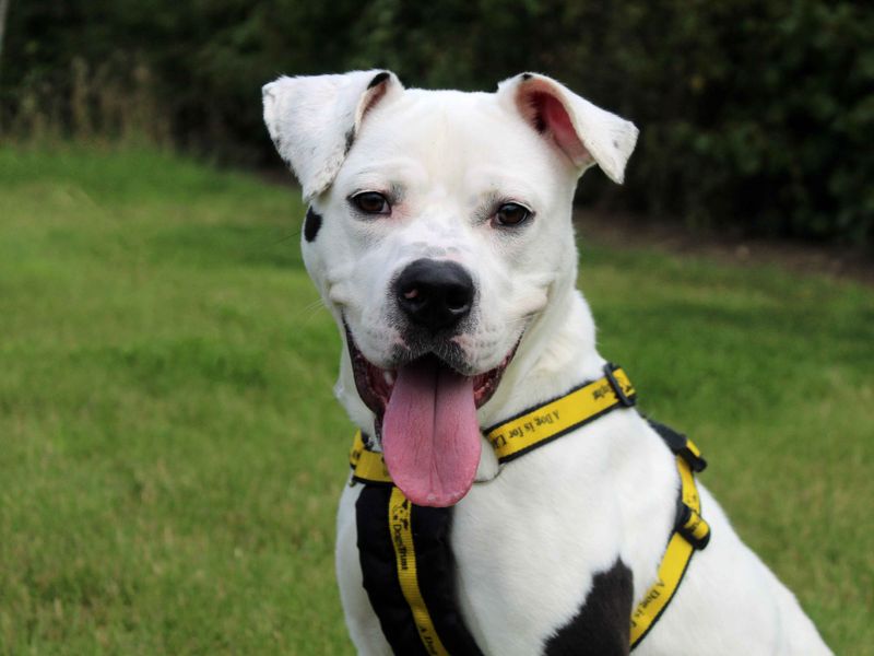 American Bulldog for adoption in Sadberge, Co Durham – 2 years old - Image 6 of 7