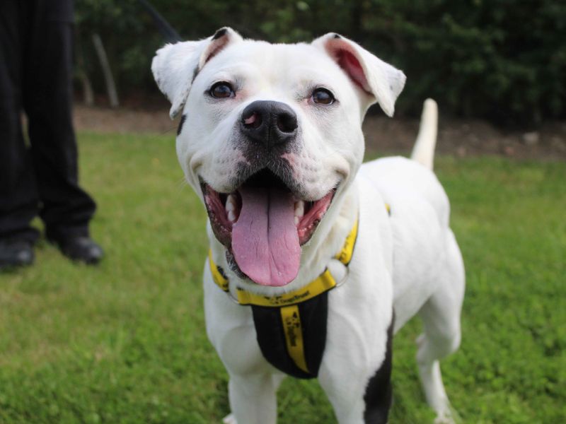 American Bulldog for adoption in Sadberge, Co Durham – 2 years old - Image 5 of 7