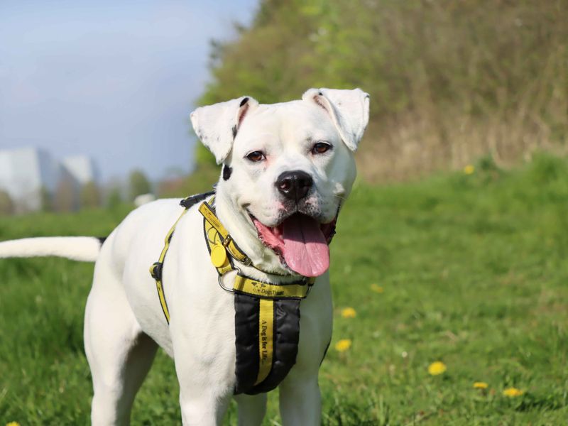 Chelsea | American Bulldog Cross | Darlington - 1