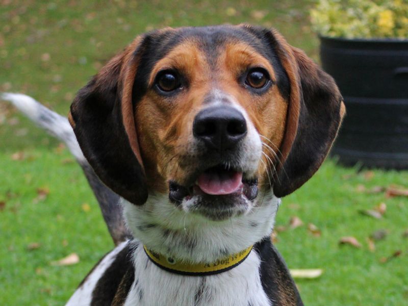 Beagle for adoption in Liverpool, Merseyside – 2 years old - Image 2 of 4