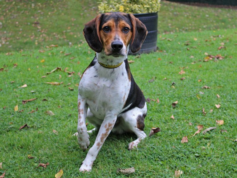 Beagle for adoption in Liverpool, Merseyside – 2 years old - Image 3 of 4