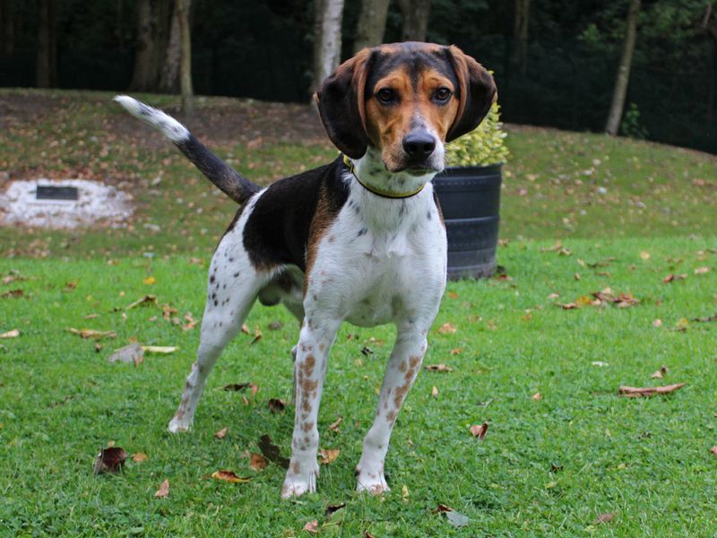 Beagle for adoption in Liverpool, Merseyside – 2 years old - Image 4 of 4