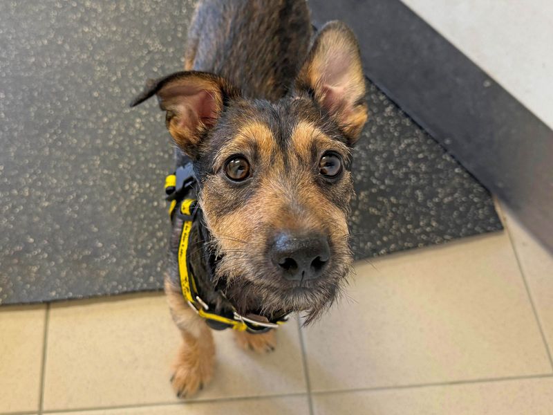 Jack Russell Terrier for adoption in Wickford, Essex – 1 year old - Image 4 of 5