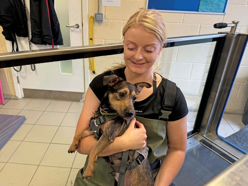 Jack Russell Terrier for adoption in Wickford, Essex – 1 year old - Image 3 of 5