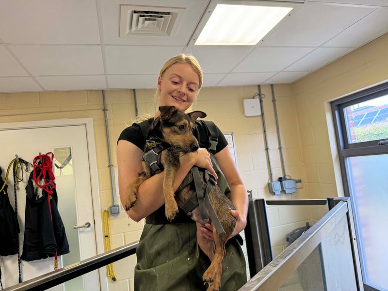 Jack Russell Terrier for adoption in Wickford, Essex – 1 year old - Image 5 of 5