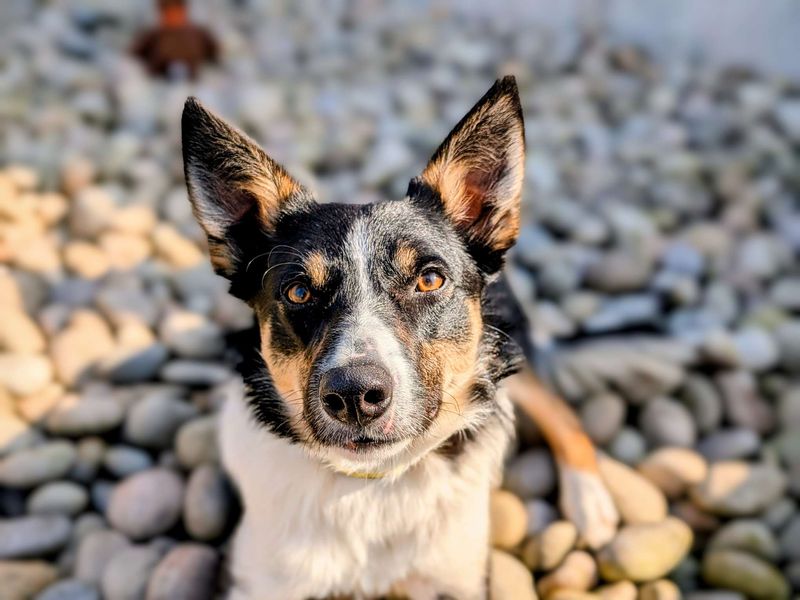 Border Collie for adoption in Cardiff, Glamorgan – 1 year old