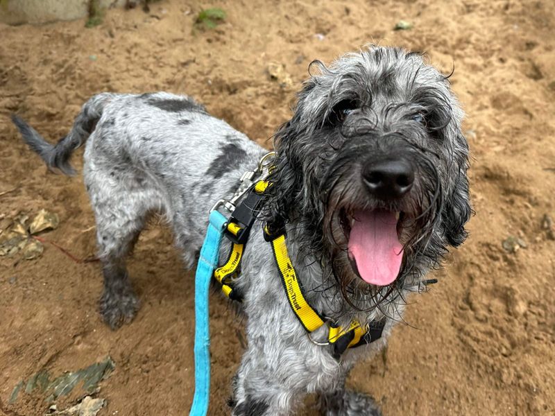 Cocker Spaniel for adoption in Ilfracombe, North Devon – 4 years old - Image 3 of 5