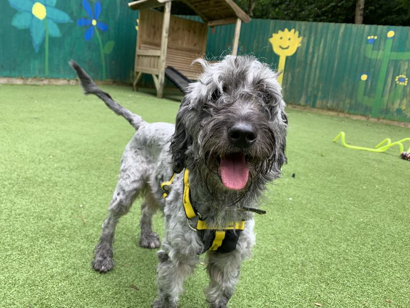 Cocker Spaniel for adoption in Ilfracombe, North Devon – 4 years old - Image 4 of 5