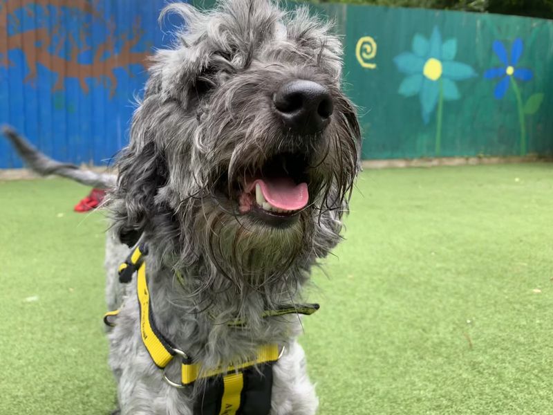 Cocker Spaniel for adoption in Ilfracombe, North Devon – 4 years old - Image 1 of 5