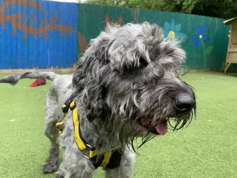 Cocker Spaniel for adoption in Ilfracombe, North Devon – 4 years old - Image 2 of 5
