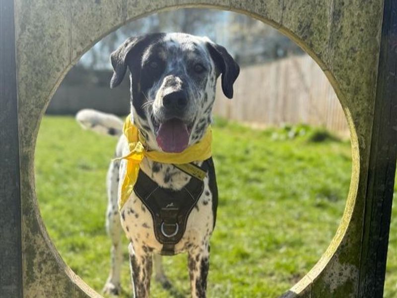 Shiloh for sale in Telford, Shropshire