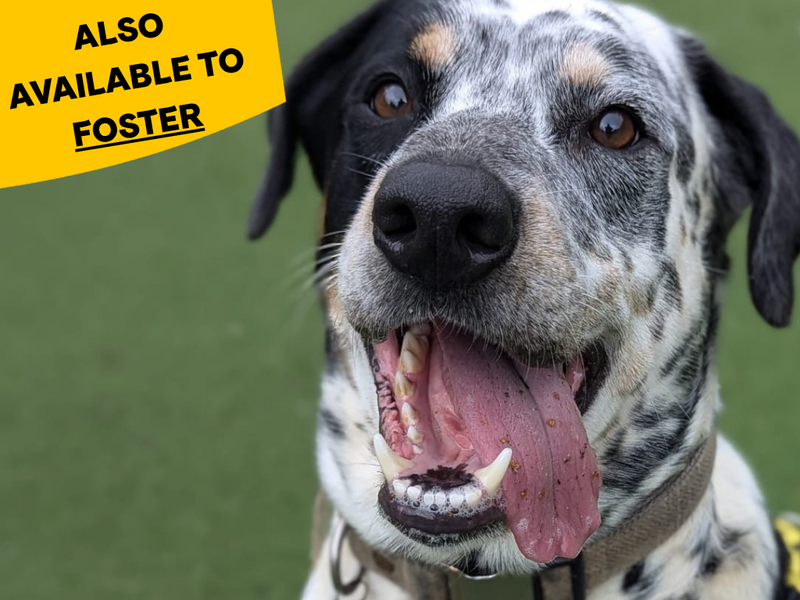 Shiloh | Dalmatian Cross | Shrewsbury (Shropshire) - 1