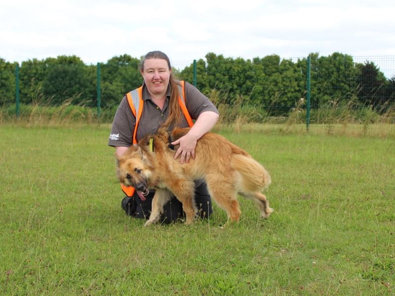 German Shepherd for adoption in Newton Tony, Wiltshire – 3 years old - Image 2 of 5