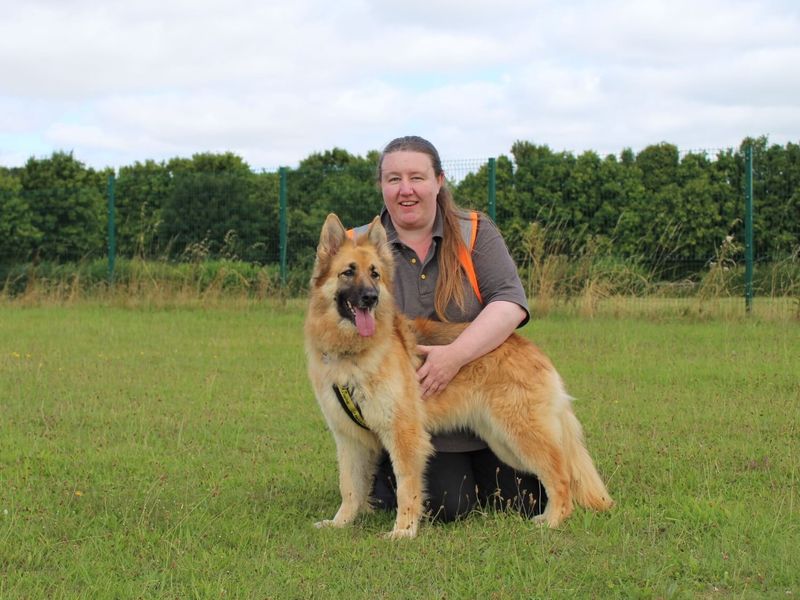 German Shepherd for adoption in Newton Tony, Wiltshire – 3 years old - Image 3 of 5