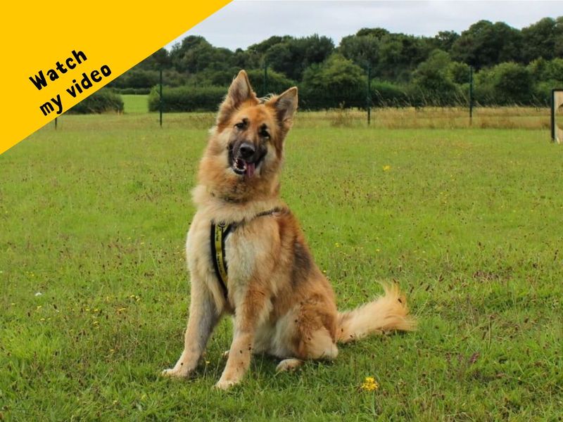 German Shepherd for adoption in Newton Tony, Wiltshire – 3 years old - Image 4 of 5