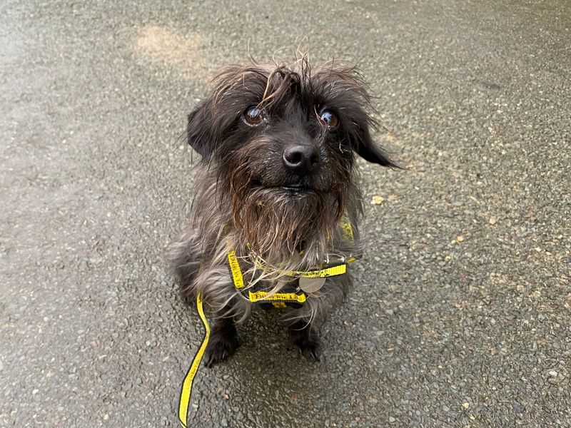Poodle for adoption in Snetterton, Norfolk – 2 years old - Image 1 of 3