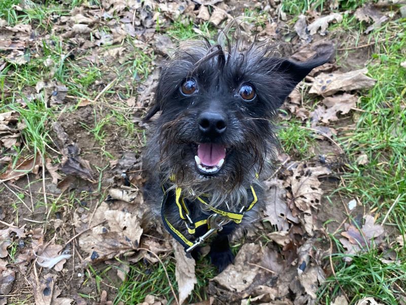 Poodle for adoption in Snetterton, Norfolk – 2 years old - Image 2 of 3