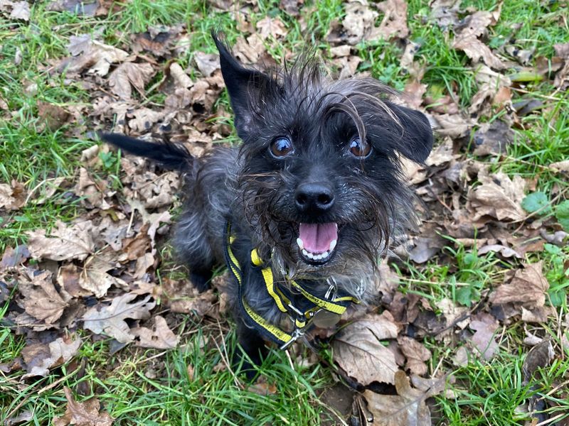 Poodle for adoption in Snetterton, Norfolk – 2 years old - Image 3 of 3