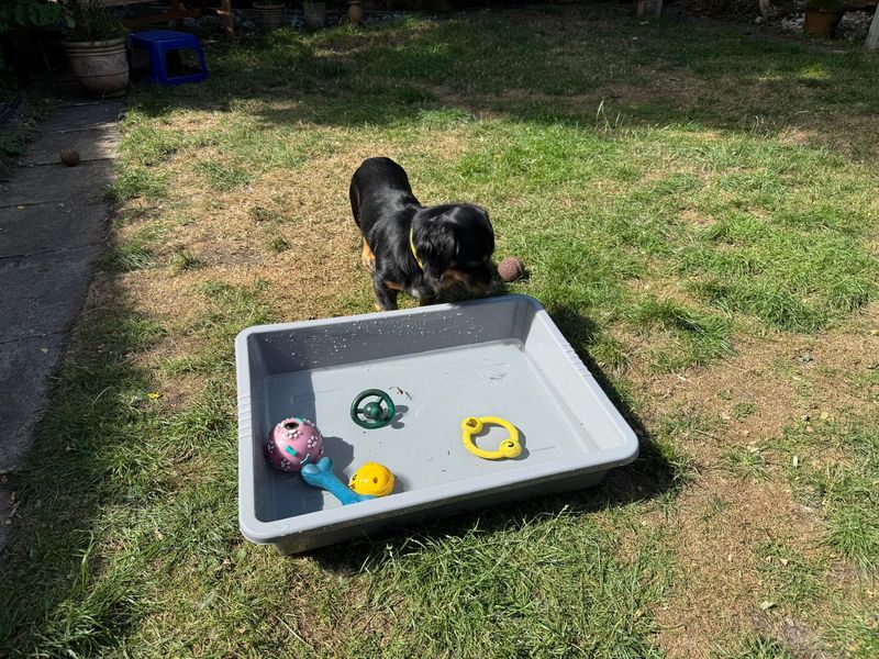 Shih Tzu for adoption in Manchester, Greater Manchester – 1 year old - Image 4 of 4