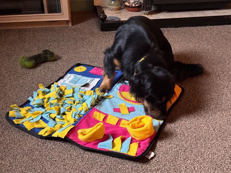 Shih Tzu for adoption in Manchester, Greater Manchester – 1 year old - Image 3 of 4