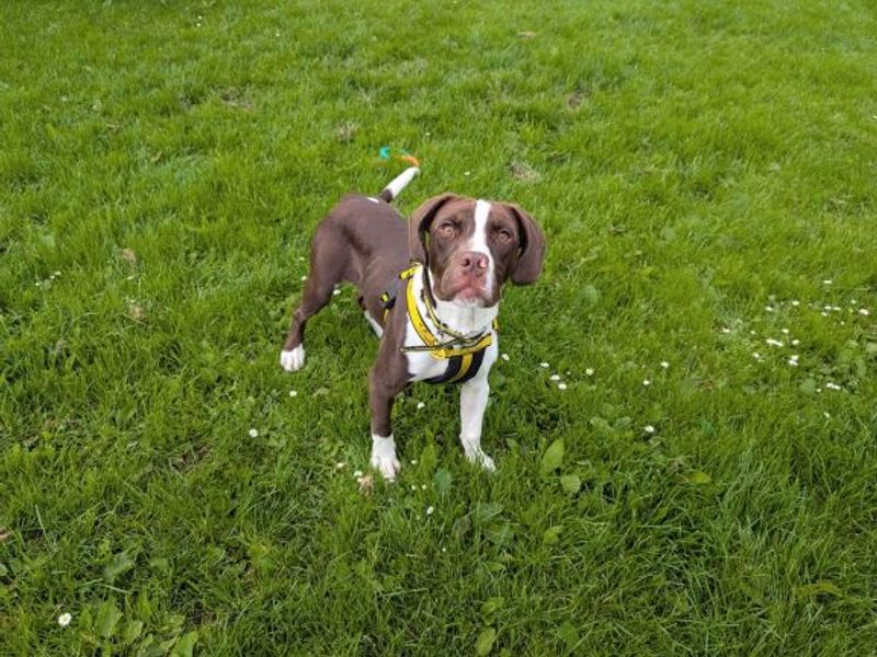 Springer Spaniel for adoption in West Calder, West Lothian – 2 years old - Image 1 of 2