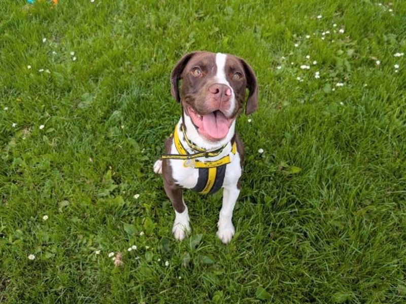 Springer Spaniel for adoption in West Calder, West Lothian – 2 years old - Image 2 of 2