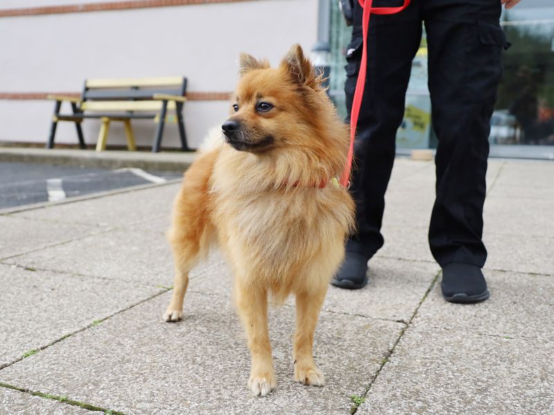 Mr Todd for sale in Sadberge, Co Durham | Image 2