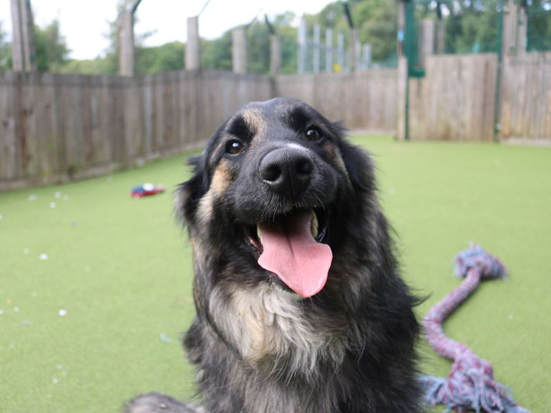 Border Collie for adoption in Glasgow, Scotland – 1 year old - Image 6 of 7
