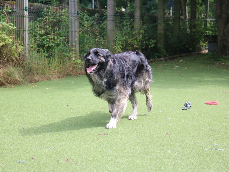 Border Collie for adoption in Glasgow, Scotland – 1 year old - Image 3 of 7