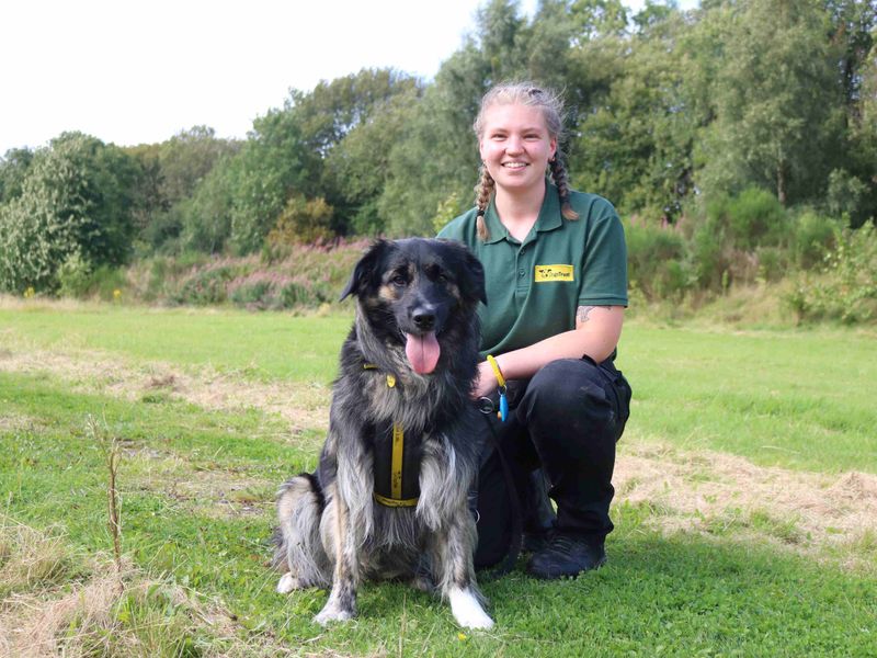 Border Collie for adoption in Glasgow, Scotland – 1 year old - Image 4 of 7