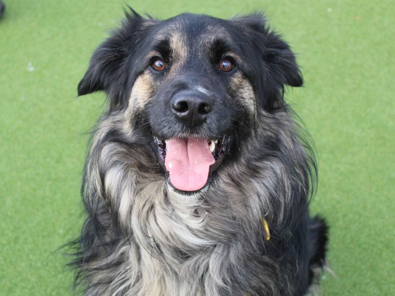 Border Collie for adoption in Glasgow, Scotland – 1 year old - Image 2 of 7