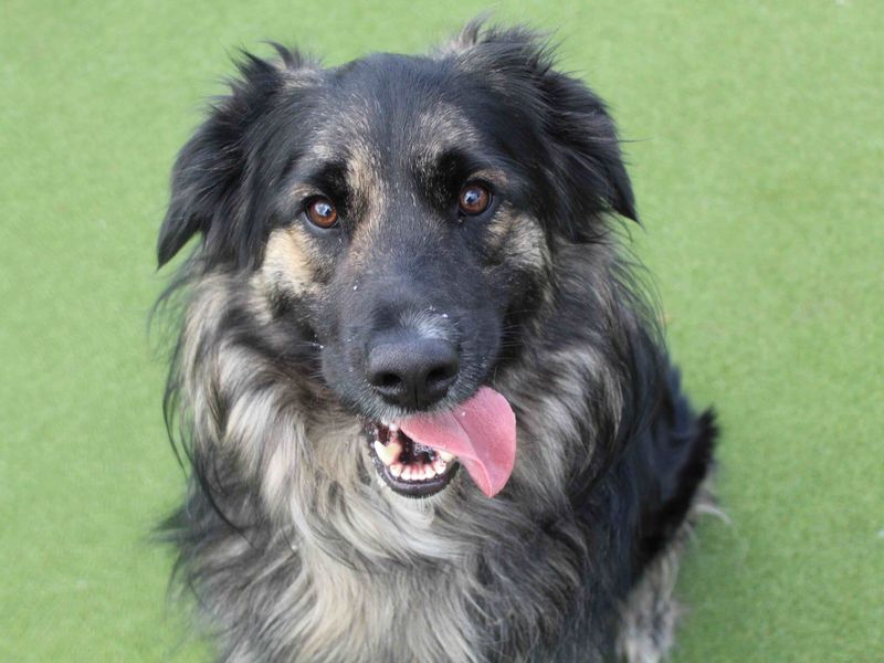 Border Collie for adoption in Glasgow, Scotland – 1 year old - Image 5 of 7