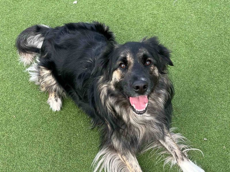Haggis | Collie (Border) Cross | Glasgow - 1