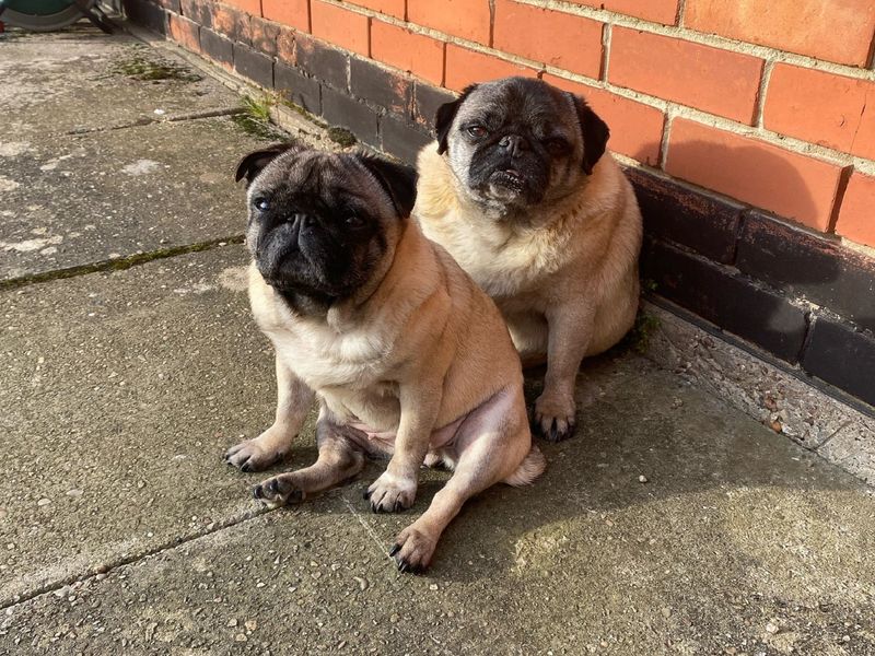 Pug for adoption in Wymeswold, Leicestershire – 8 years old - Image 3 of 3