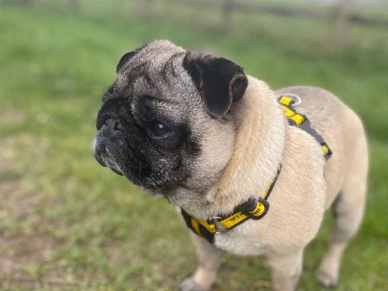 Pug for adoption in Wymeswold, Leicestershire – 8 years old - Image 2 of 3