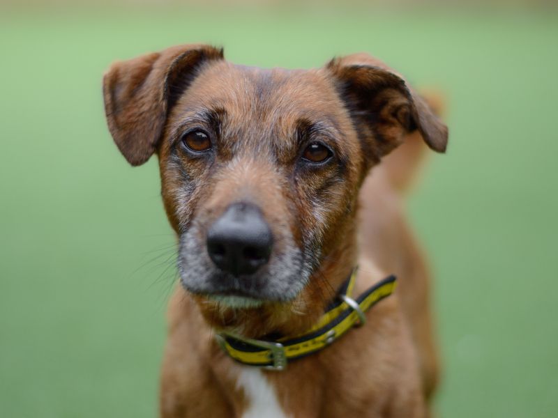 Jack Russell Terrier for adoption in Kenilworth, Warwickshire – 11 years old - Image 2 of 3