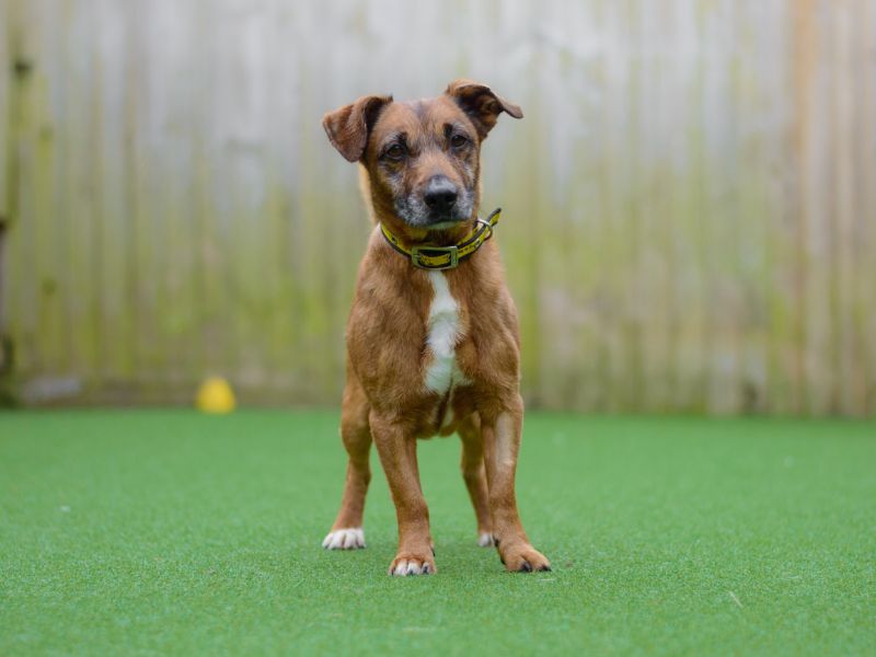 Jack Russell Terrier for adoption in Kenilworth, Warwickshire – 11 years old - Image 3 of 3