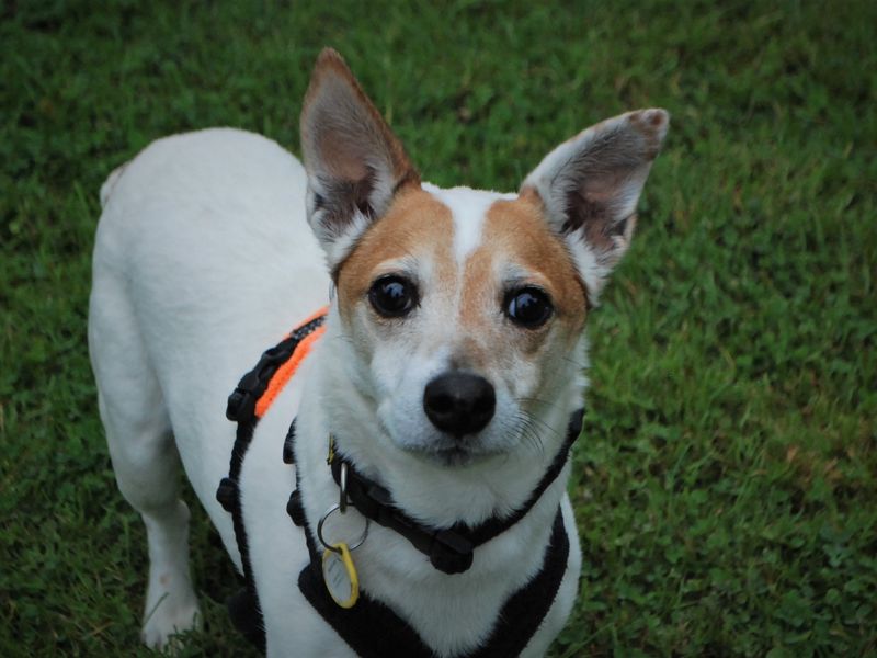 Ollie - Image 2 of 3